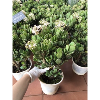 Ngọc Bích chậu lớn
