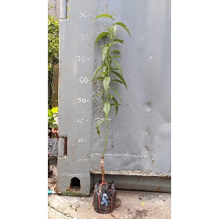 Đào Nhật chịu nhiệt cây giống