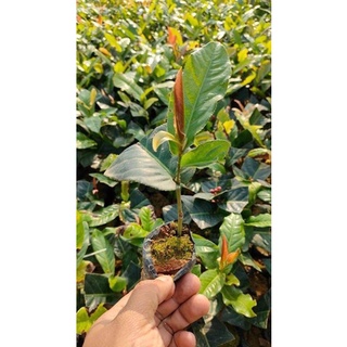 2 Cây hải đường giống