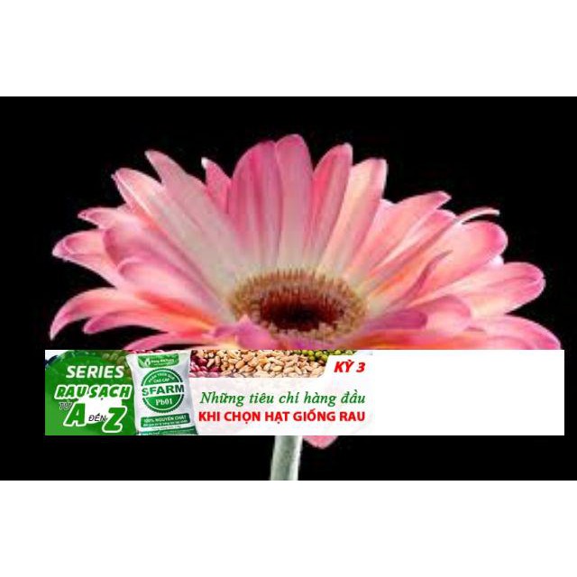 Gói 100 hạt giống hoa đồng tiền nuôi cấy mô ĐẾN MÙA TRỒNG TẾT