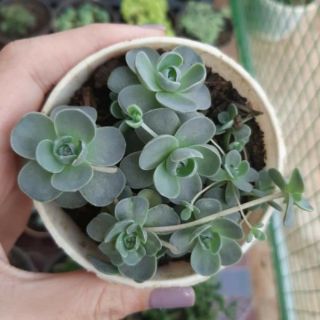 Sen Đá Dù nhỏ 4-6cm siêu đẹp - 1 đổi 1.