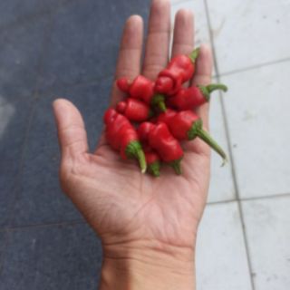 hạt Ớt peter ( ớt cu tí)