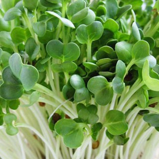 Hạt giống rau mầm cải trắng hạt lớn