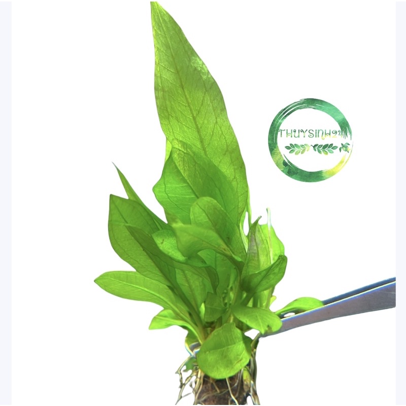 Cây Nana Kirin  | ráy nana kirin cây thuỷ sinh dán đá lũa siêu dễ trồng không cần co2