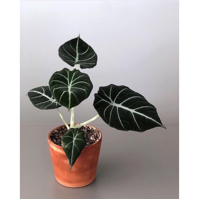 Cây indoor, kiểng lá Alocasia black velvet