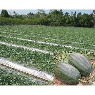 Hạt giống Dưa hấu cao sản năng suất ( gói 1gam) tại Hạt Giống Bốn Mùa