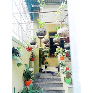 Chậu gáo dừa