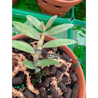 phi điệp hồng mỹ nhân cây thuần vườn
