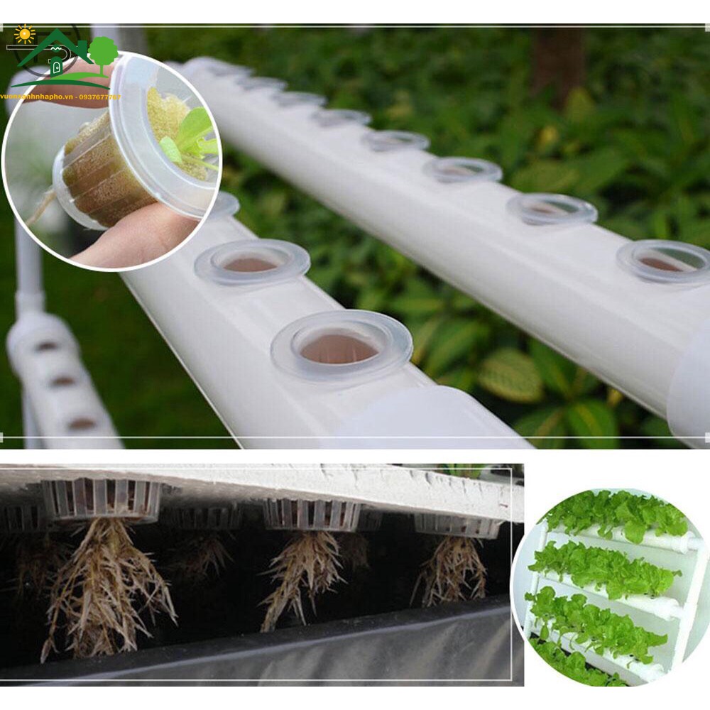 Combo 10 Rọ Nhựa Trong Trồng Rau Thủy Canh Hydroponics 45x31x45mm - 55x45x35mm