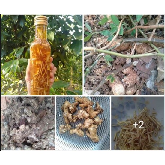 Mật ong100g Lê Nguyệt, Mật ong gừng sẻ đồng bào nhà nào cũng cần, CAY NỒNG, TĂNG SỨC ĐỀ KHÁNG, hũ thủy tinh xinh xắn100g | BigBuy360 - bigbuy360.vn