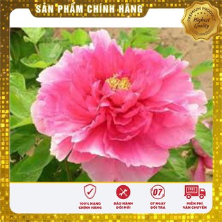 Hạt Giống Hoa Mẫu Đơn Kép ( 6 hạt)