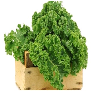 Hạt giống cây cải xoăn kale
