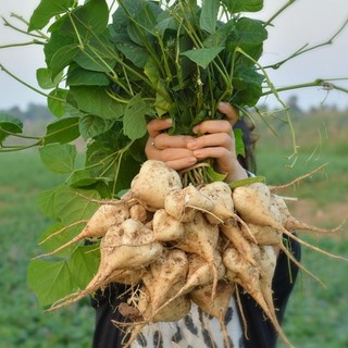 Hạt Giống Củ Sắn (Củ Đậu) 5gr