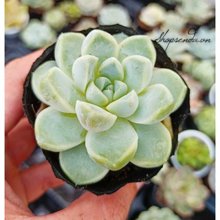 cây sen đá sao băng(echeveria albicans)
