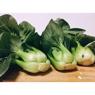 Hạt giống cải thìa xanh đậm (Nội địa Trung)