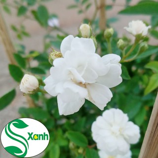 Hoa Hồng Bạch Trà Hoa Trắng Thơm Ngào Ngạt