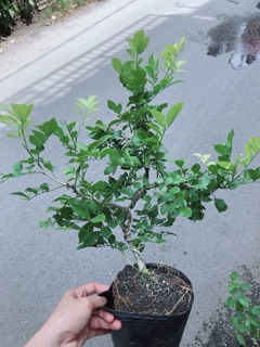 Cây Nguyệt Quế Bonsai