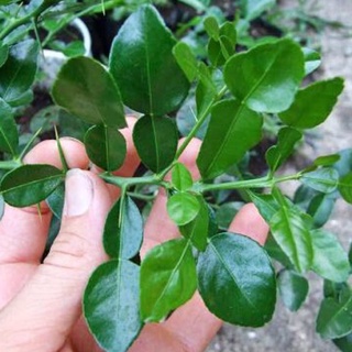 Cây chanh Chúc (chanh Thái, chanh não ) đặc sản An Giang