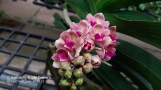 Ngọc điểm lá mít  đủ màu