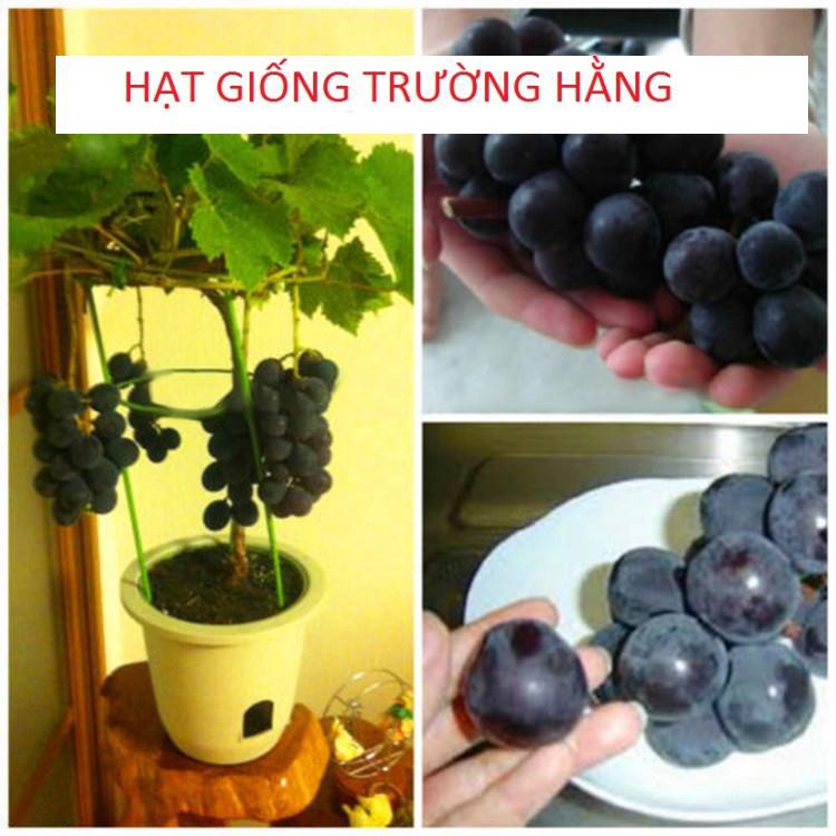 Hạt giống Nho lùn trồng chậu (gói 10 hạt)