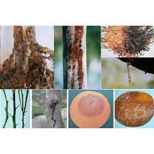 Thuốc trị bênh cây Ridomild Gold 100gr