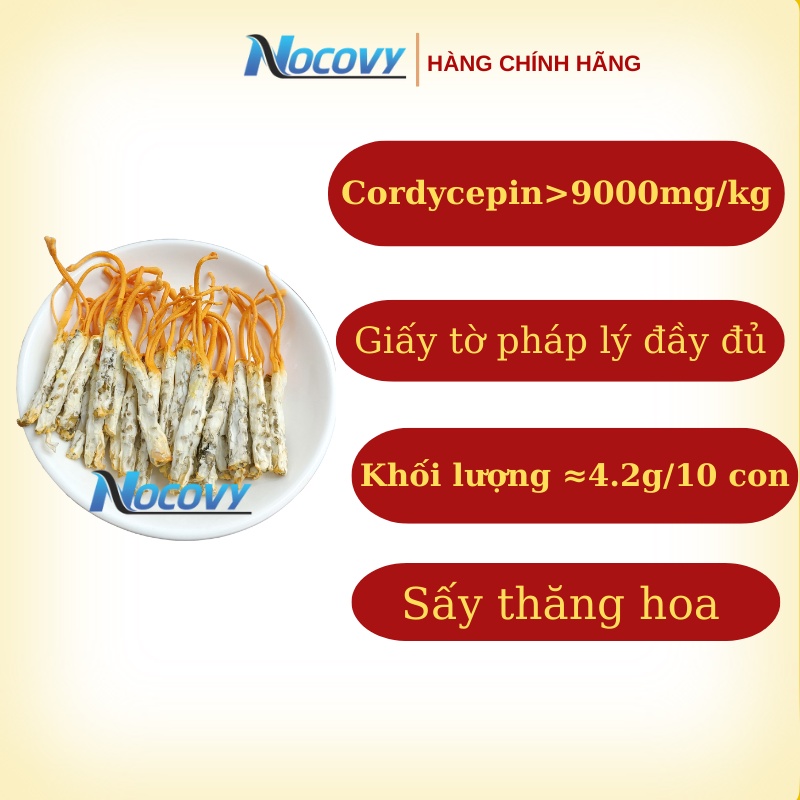 Đông trùng hạ thảo khô nguyên con ký chủ sâu tằm NOCOVY sấy thăng hoa dược chất siêu vượt trội phòng u.ng th.ư