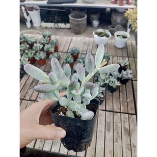 sen đá sỏi viền tím