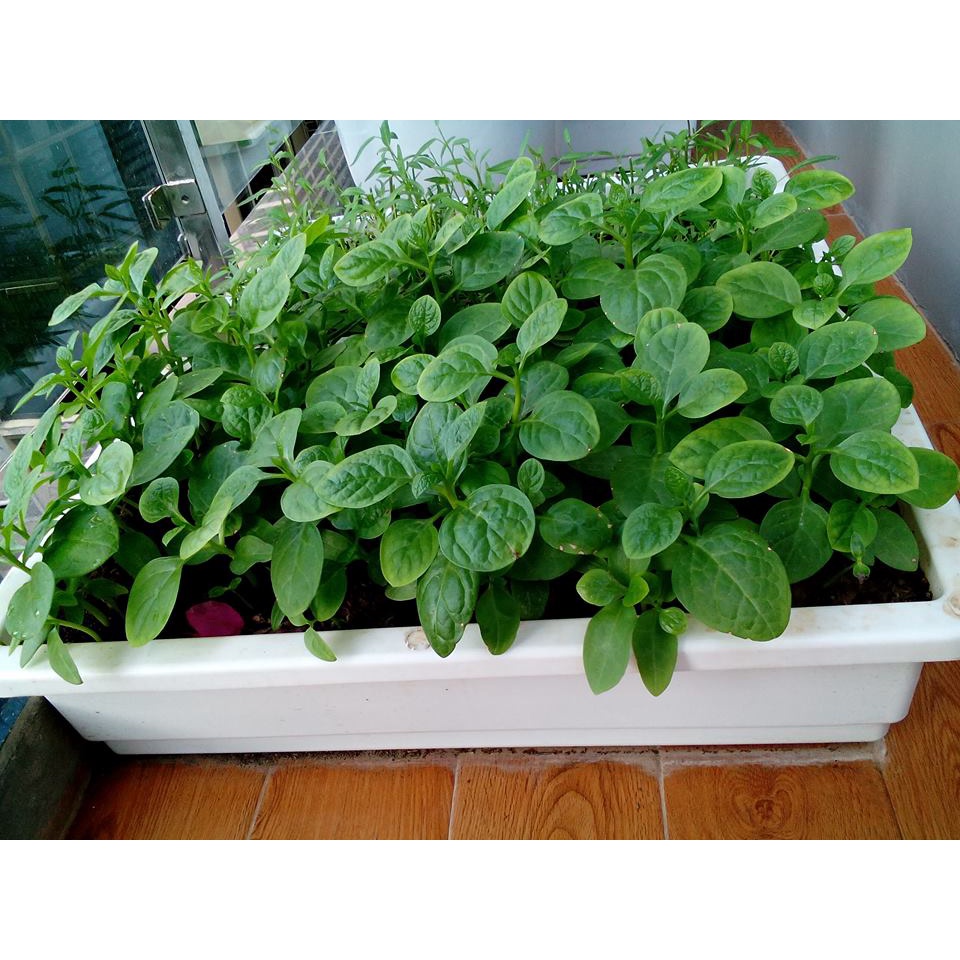 Đất Sạch Trồng Cây trồng rau trồng rau mầm cải tạo đất Tribat 5dm3