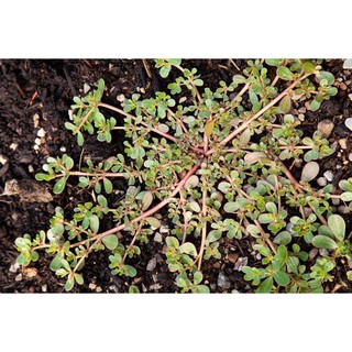 HẠT GIỐNG RAU SAM DỄ TRỒNG  (1gr)