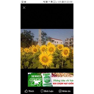 Hướng dương khổng lồ loài hoa luôn hướng về phía mặt trời  🌻🌻🌻
#Aguara6 dễ trồng trồng , không tốn công chăm sóc