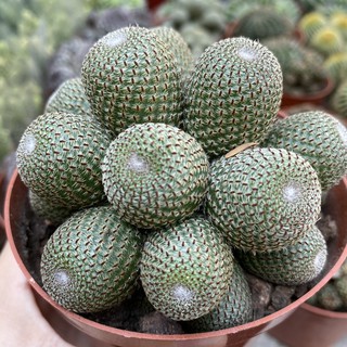 Bụi xương rồng trơn