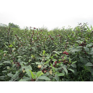 HẠT GIỐNG CÂY ATISO ĐỎ