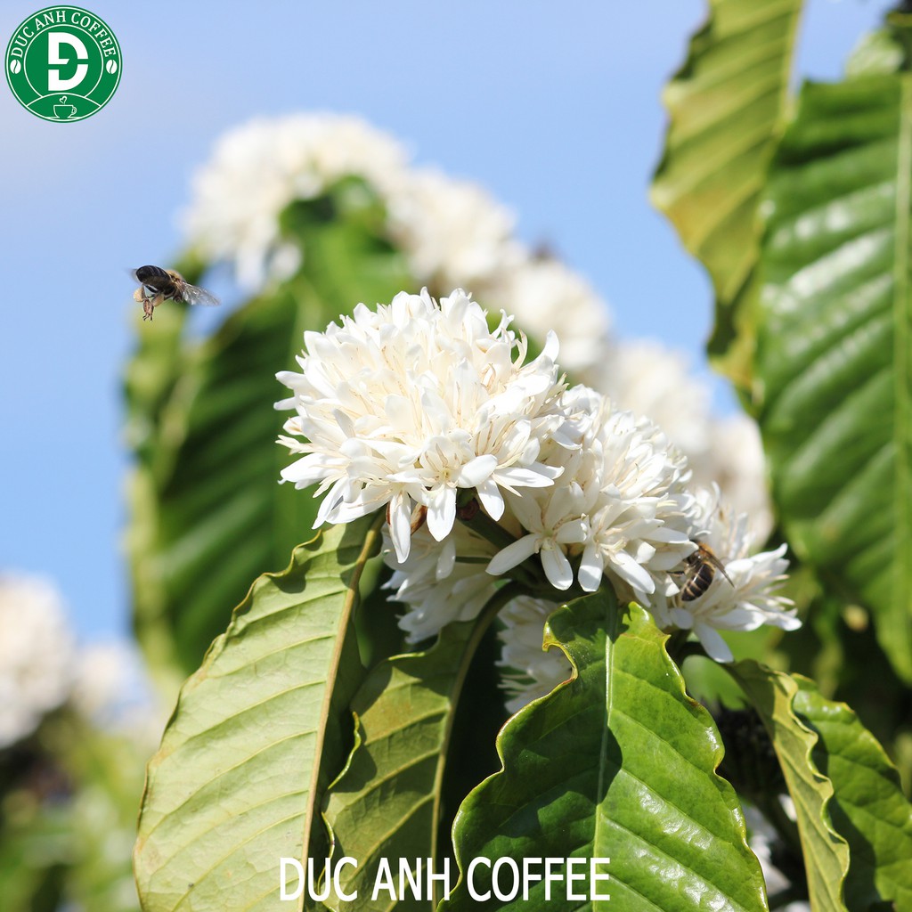 [trợ giá] Mật ong hoa cà phê nguyên chất 100g, hũ thủy tinh mật ông rừng tây nguyên công ty cà phê Đức Anh