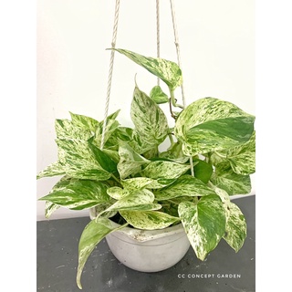 Trầu Bà Xước | Marble Queen Pothos