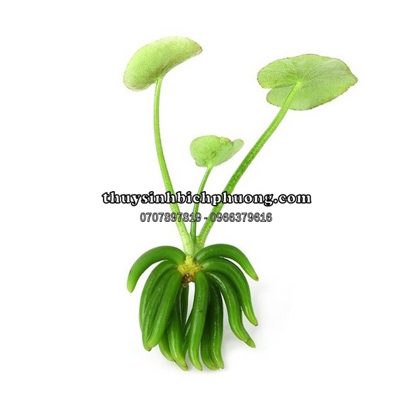 CÂY TRANG CHUỐI THUỶ SINH SIÊU CƯNG DỄ CHĂM SÓC TRONG HỒ THỦY SINH