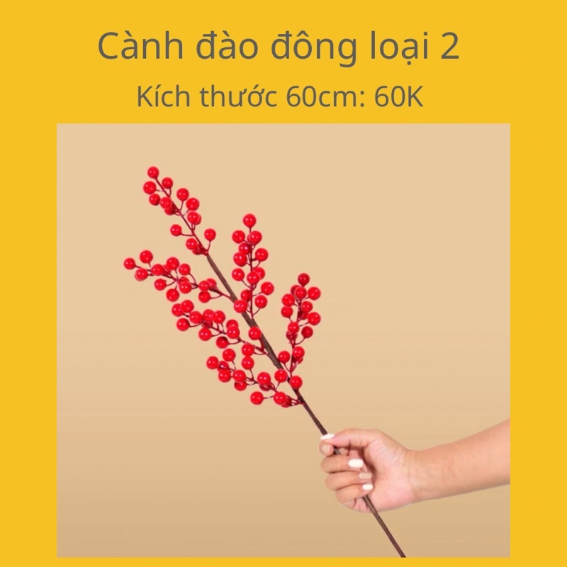 Cành tùng đỏ loại ngắn để chụp ảnh cà trang trí