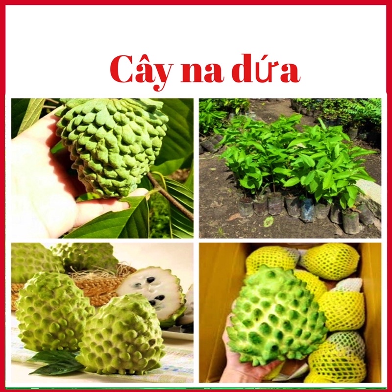 Cây na dứa Đài Loan khổng lồ ( ảnh thật hình cuối)