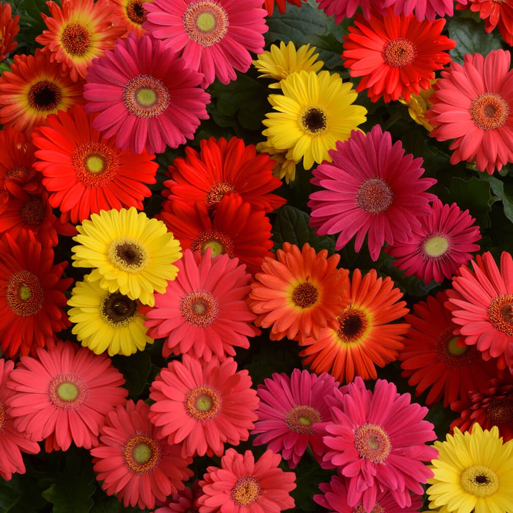 Hạt giống hoa Đồng Tiền Kép 30 Hạt Outsidepride Gerbera Daisy Flower Seed Plant Mix