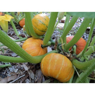 Hạt giống Bí ngô tí hon - Bí đỏ mini .