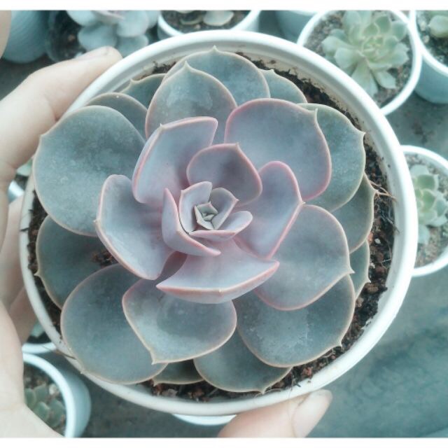 Sen đá hồng phấn size bầu