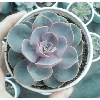 Sen đá hồng phấn size bầu