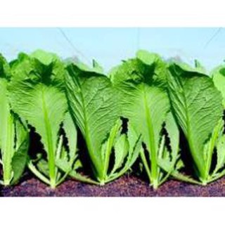 Hạt giống rau cải bẹ xanh mỡ