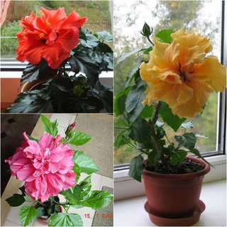 CHẬU HOA DÂM BỤT LÙN THÁI LAN ĐỦ MÀU