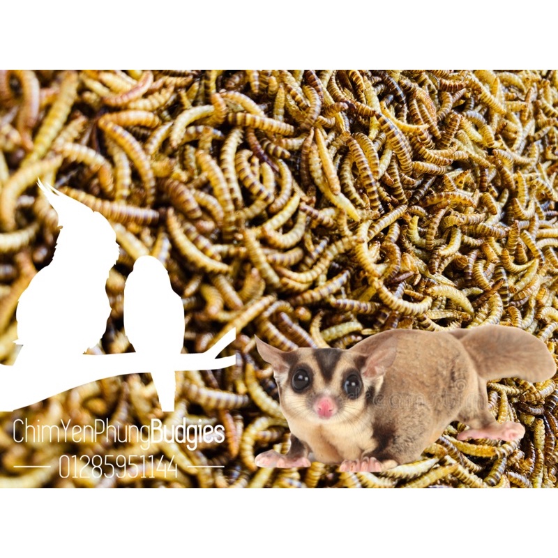 Sâu gạo sấy khô bổ dưỡng  -thức ăn: hamster, gà, chim cảnh, sóc bay...