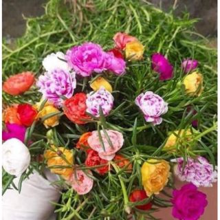 Chậu hoa mười giờ Mĩ phối màu đang có hoa và nụ