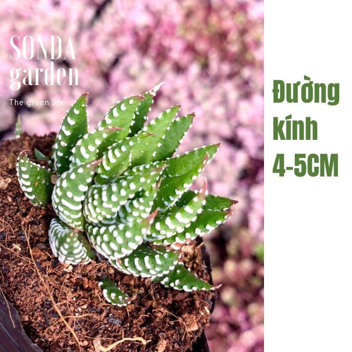 Sen đá móng rồng SONDA GARDEN size bé 5-8cm, xuất xứ Đà Lạt, khoẻ đẹp, lỗi 1 đổi 1