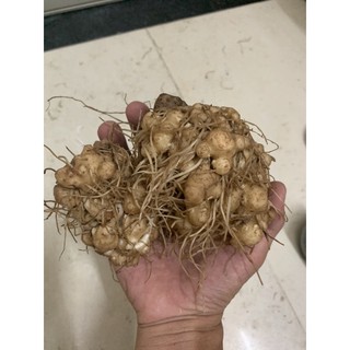 SÂM CÓC - Thổ Tam Thất