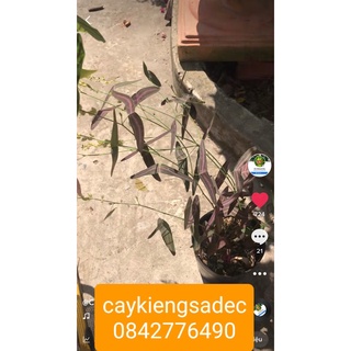 Caykiengsadec- Chuồn chuồn+ tặng phân bón