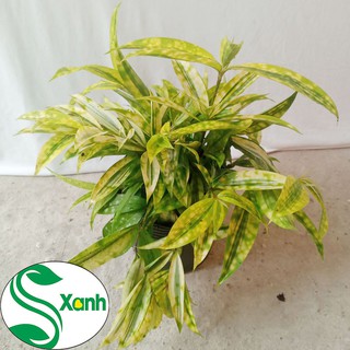 Cây Trúc Nhật Vàng