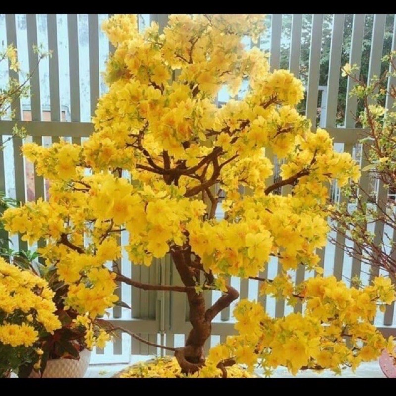 cây mai vàng bonsai cây cao 50cm ( cây y hình 3)